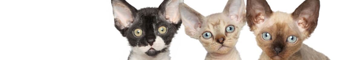 Devon Rex iFokus